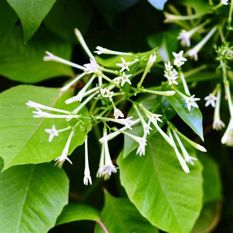 夜來香 花期|夜来香什么时候开花